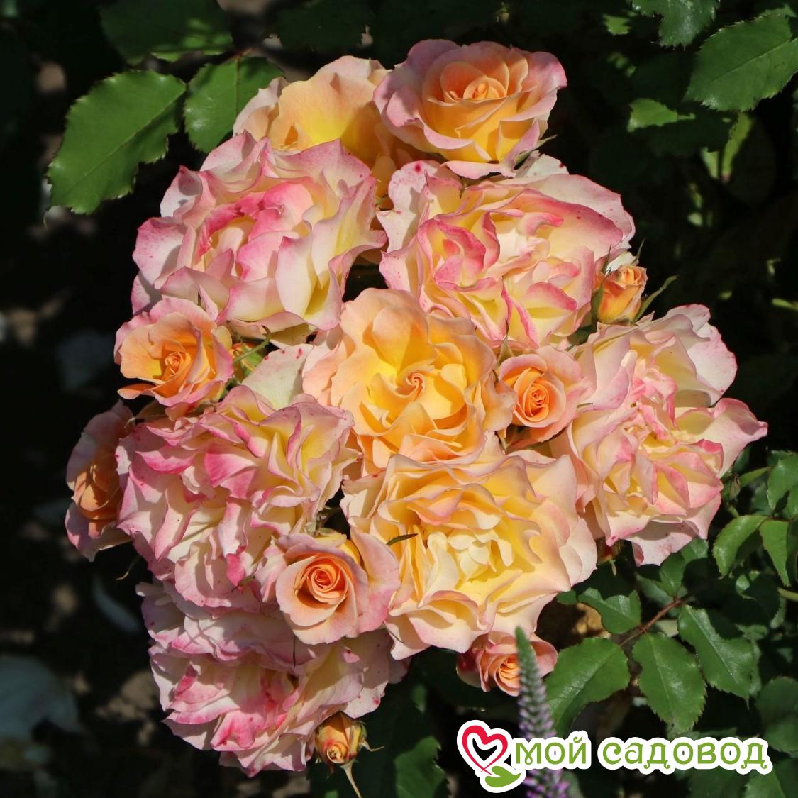 Роза ЛандЛуст