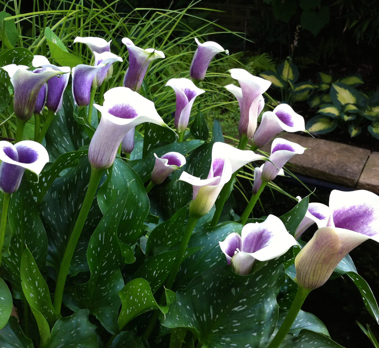 Калла Пикассо