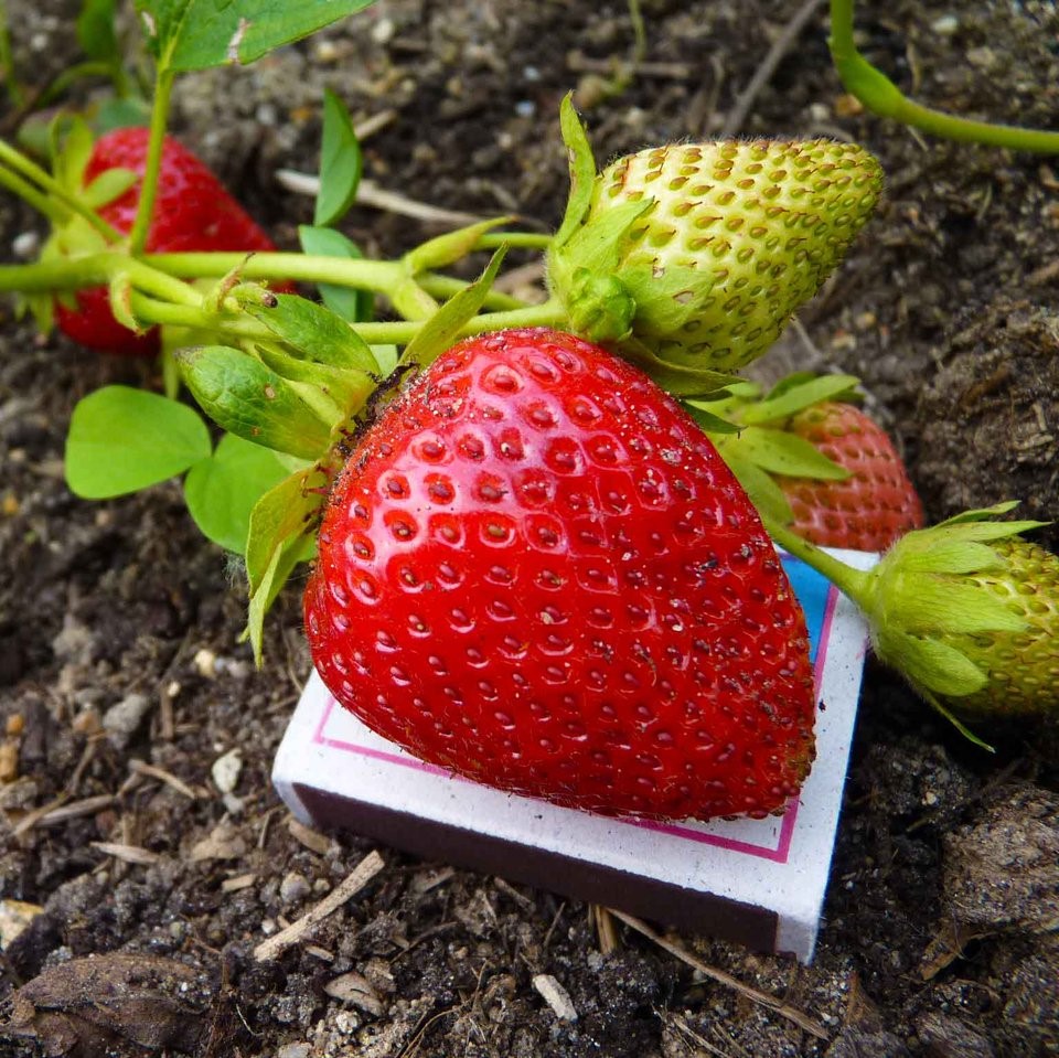 Клубника Монтерини