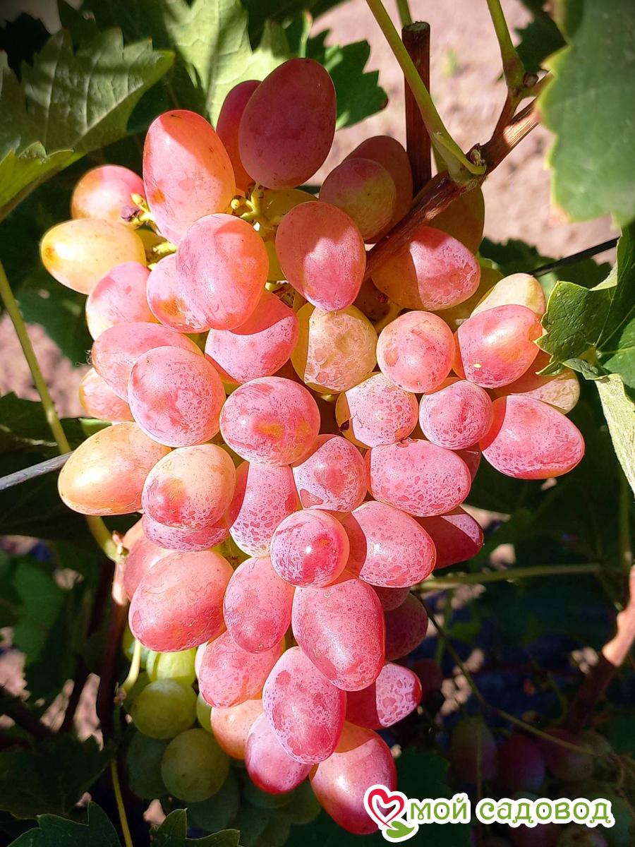 Виноград Аладдин