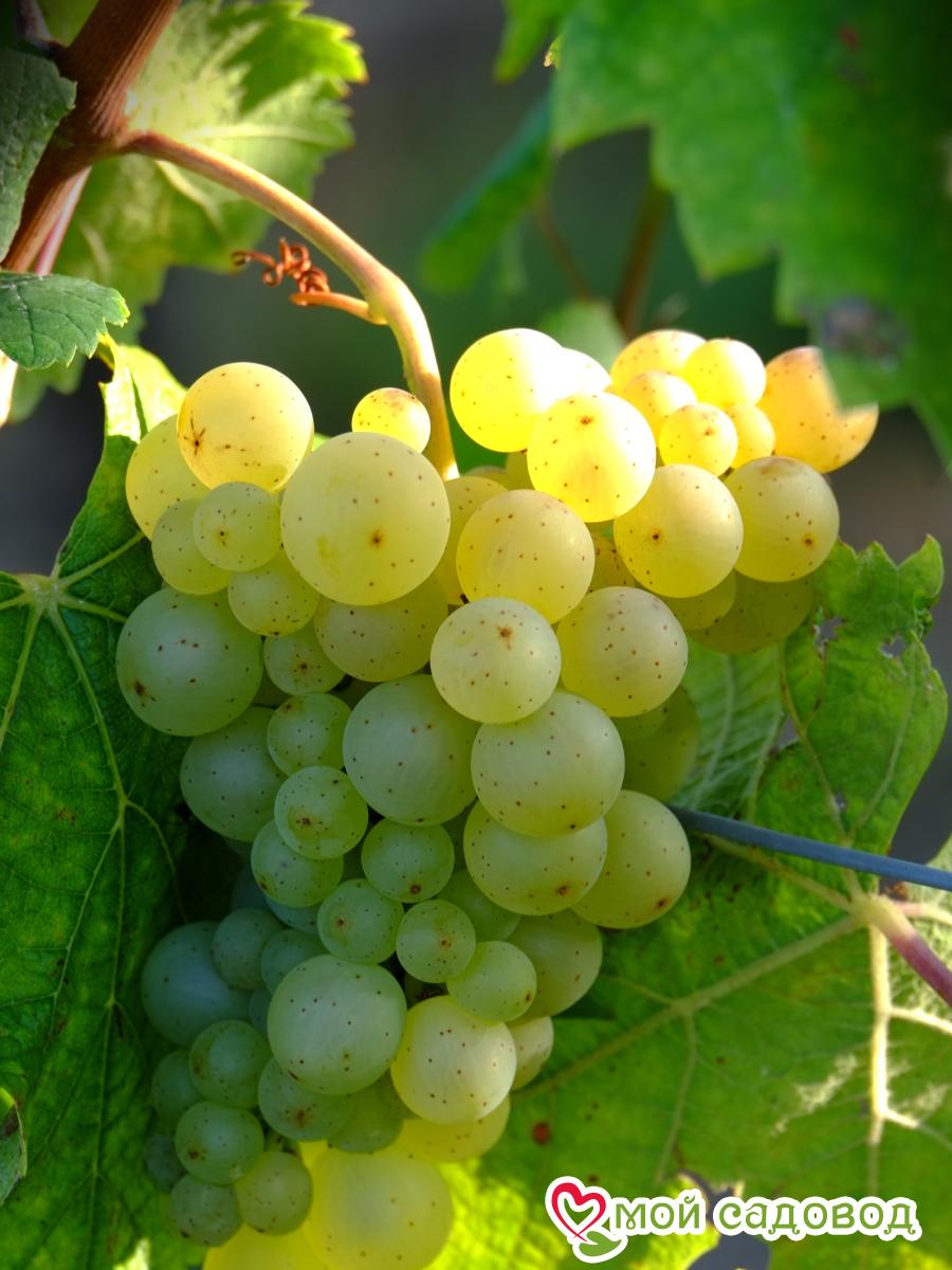 Виноград Московский устойчивый плодовый