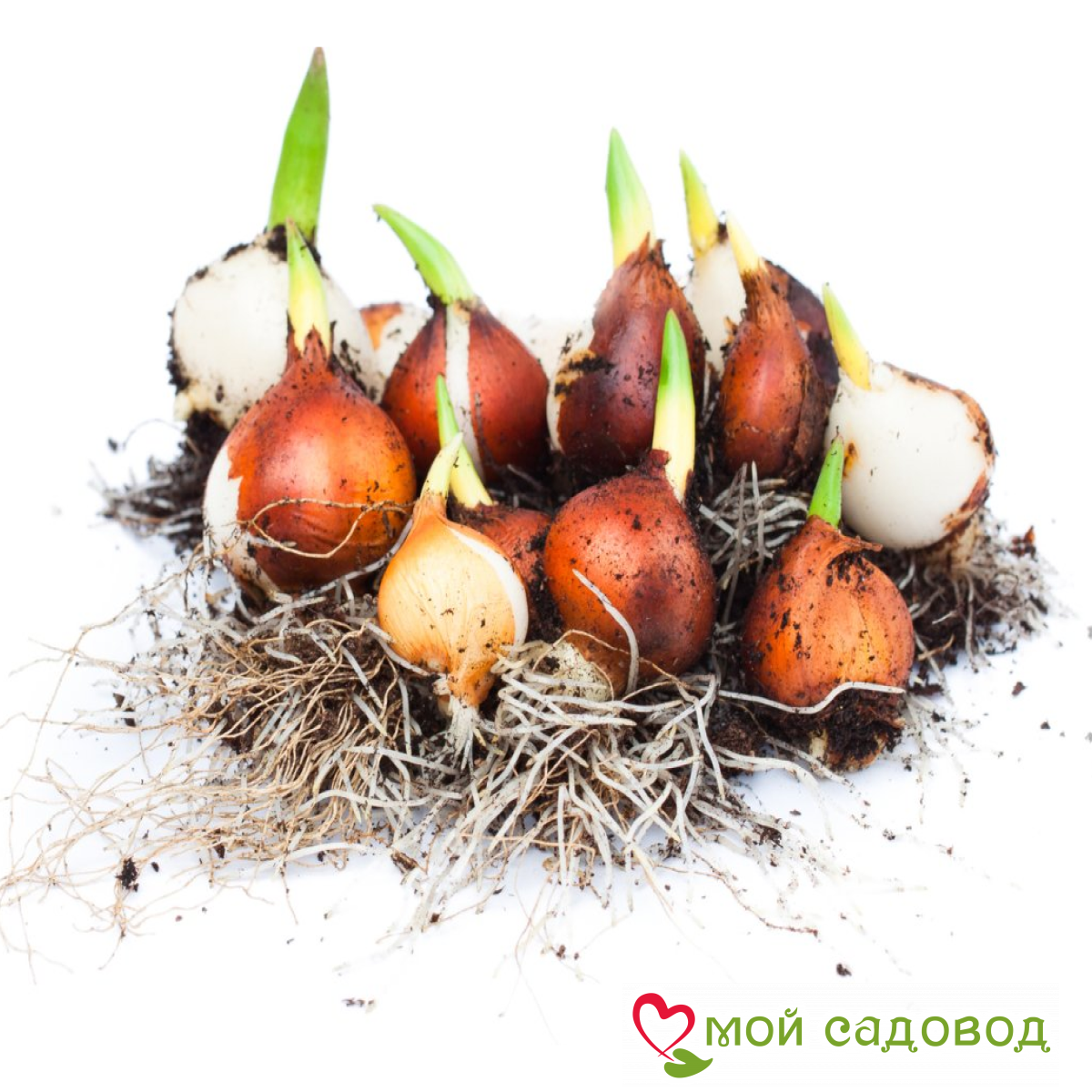 Тюльпан Опал Дрим